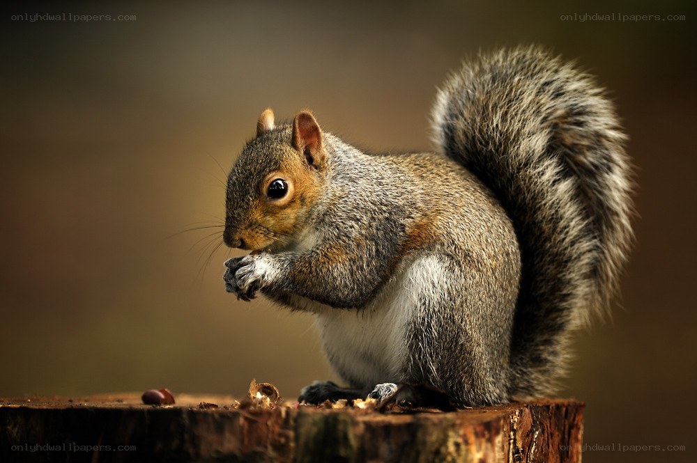 Squirrel eating on a stump