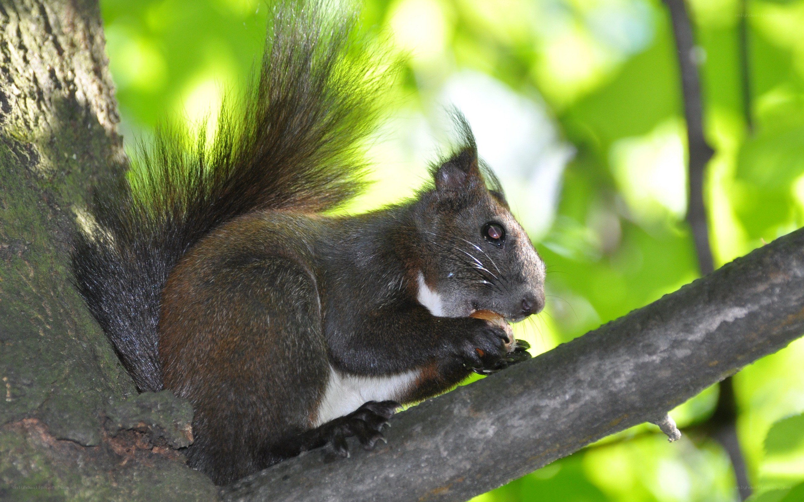 Squirrel eating on a tree branch