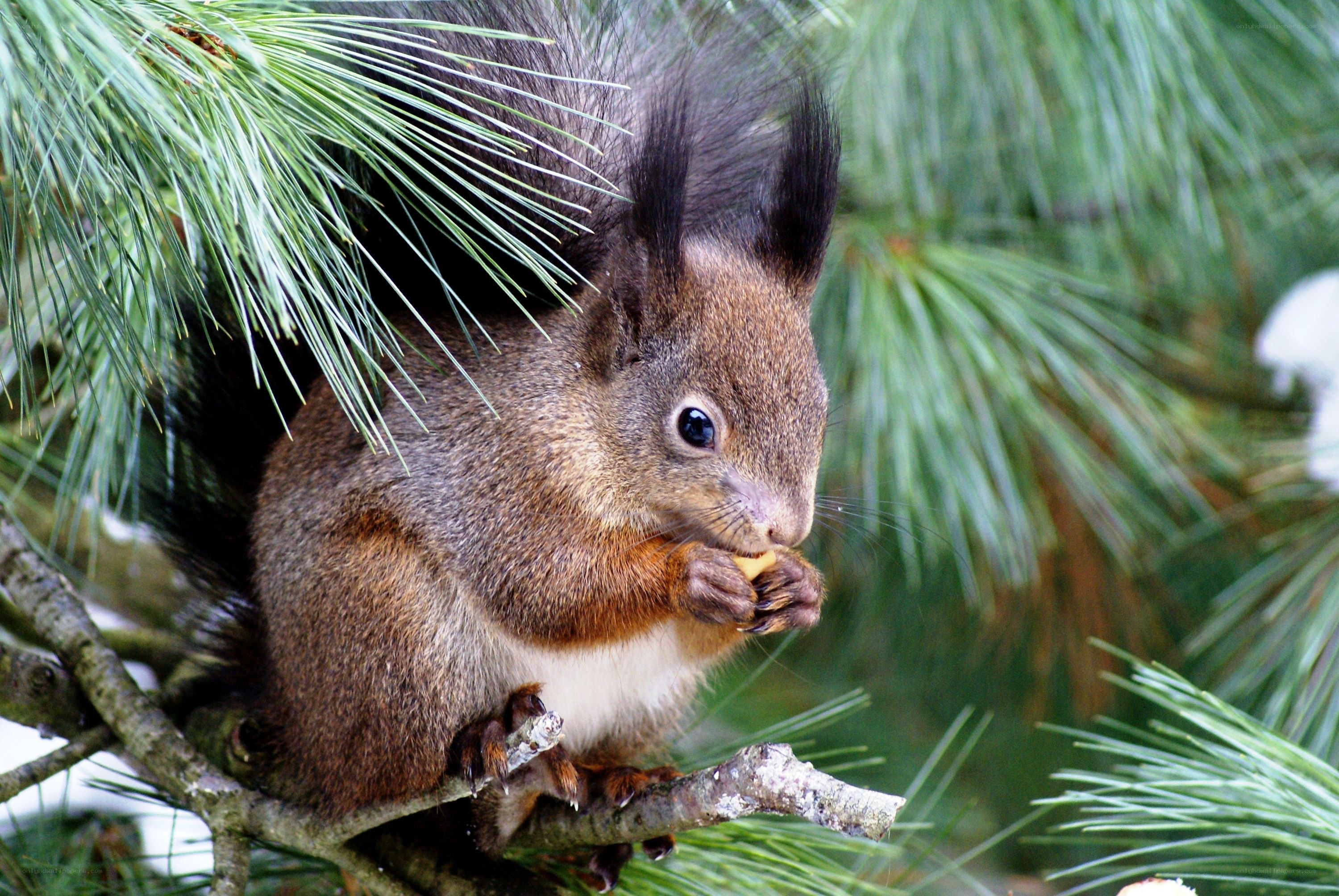 squirrel eating on a tree branch