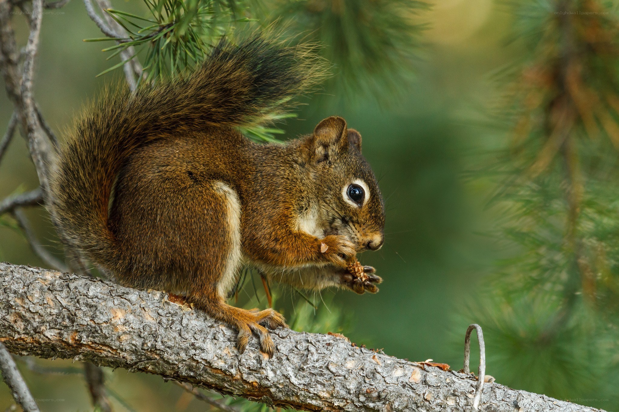 Squirrel eating on a tree branch