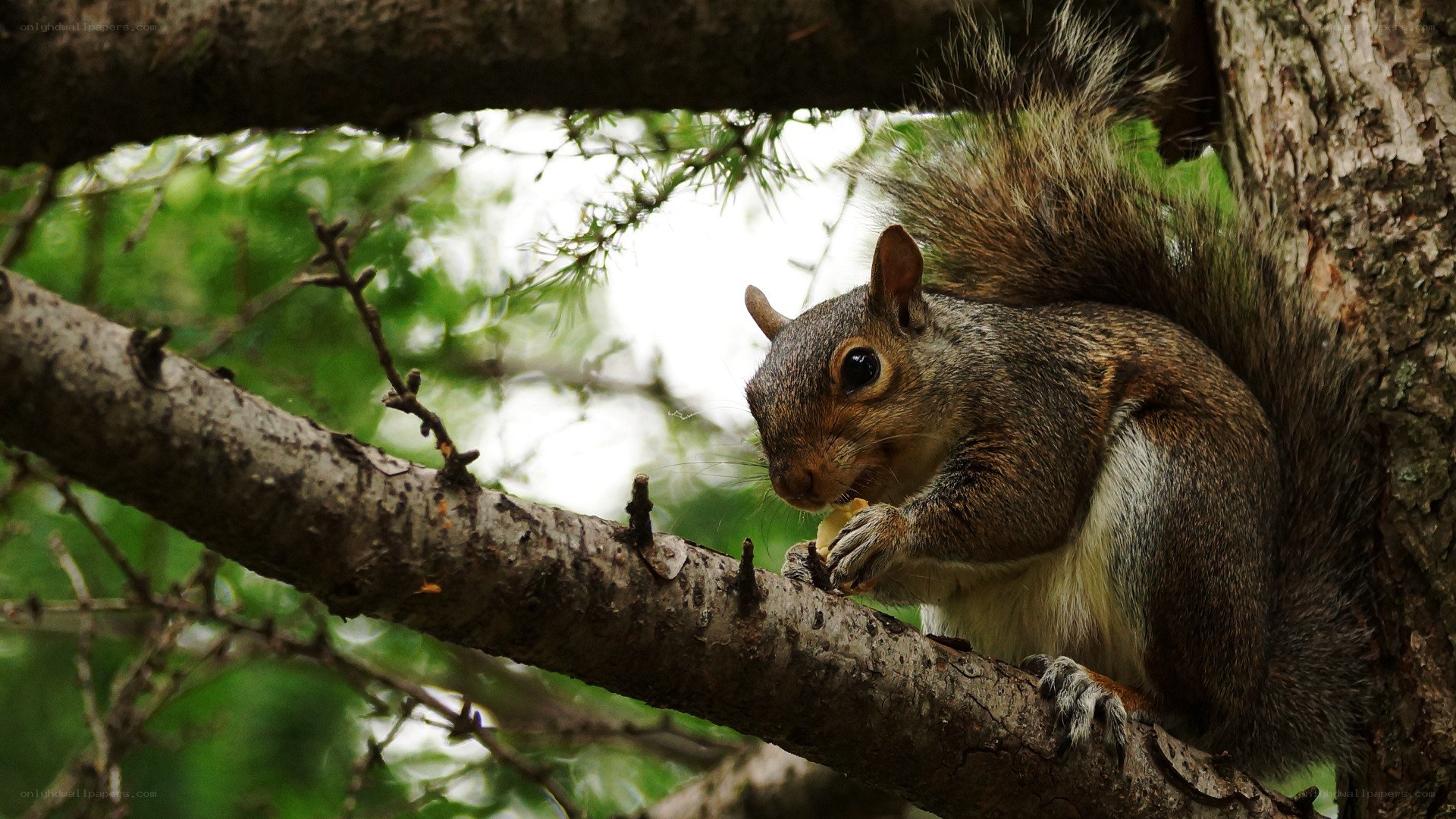 squirrel eating on a tree branch