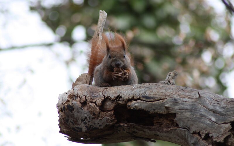 Squirrel eating on a tree branch