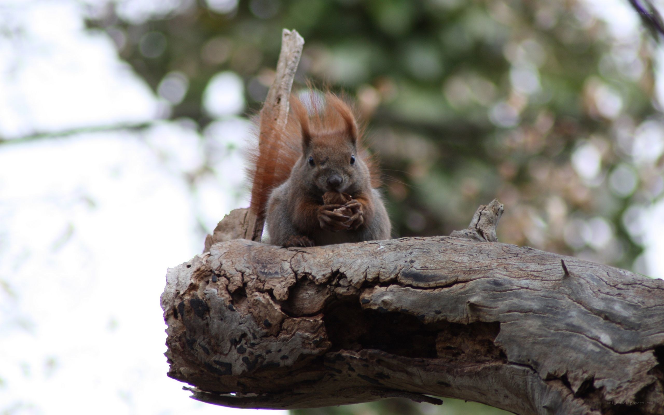 Squirrel eating on a tree branch
