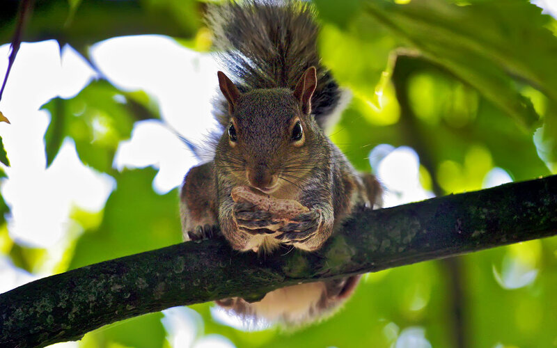 Squirrel eating on a tree branch