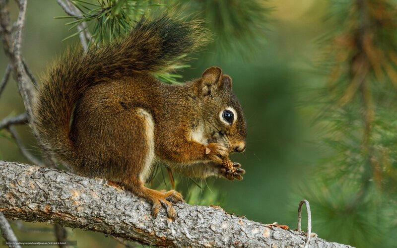 Squirrel eating on a tree branch