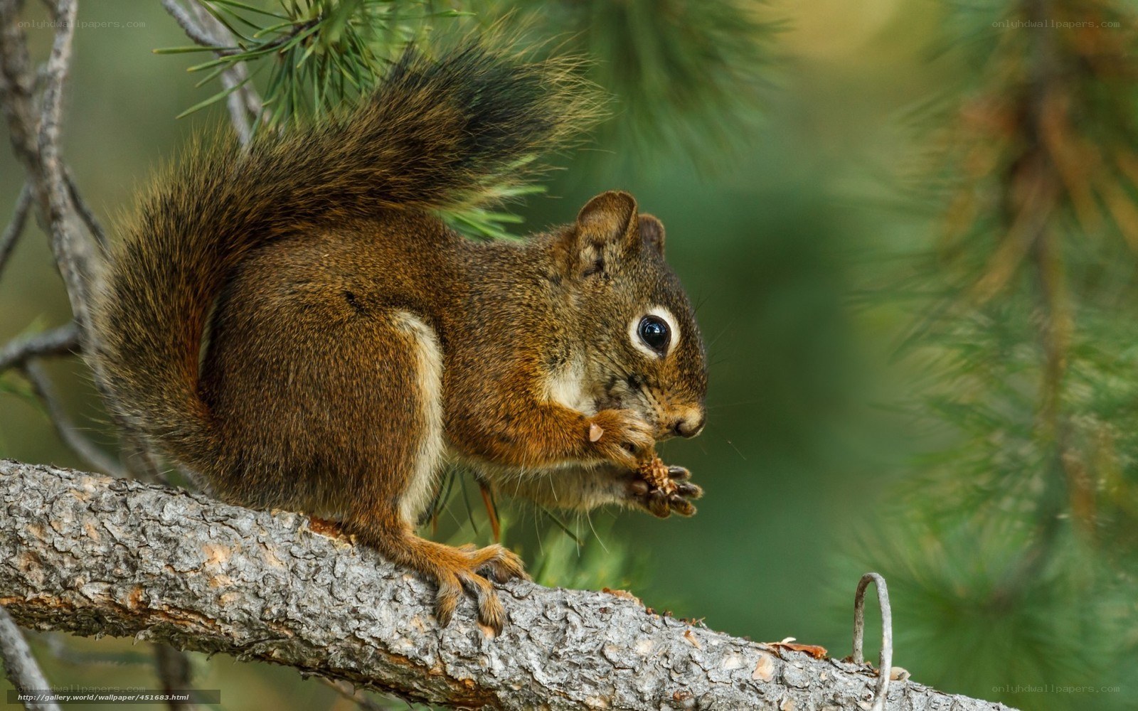 Squirrel eating on a tree branch