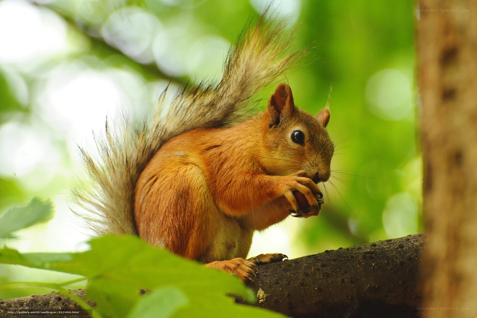 Squirrel eating on a tree branch