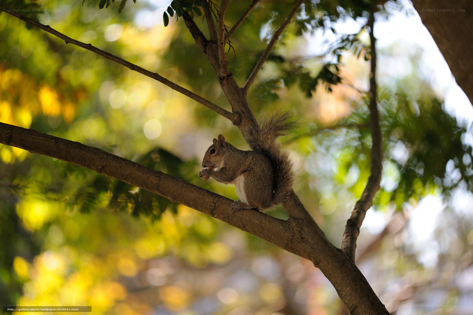 Squirrel eating on a tree branch