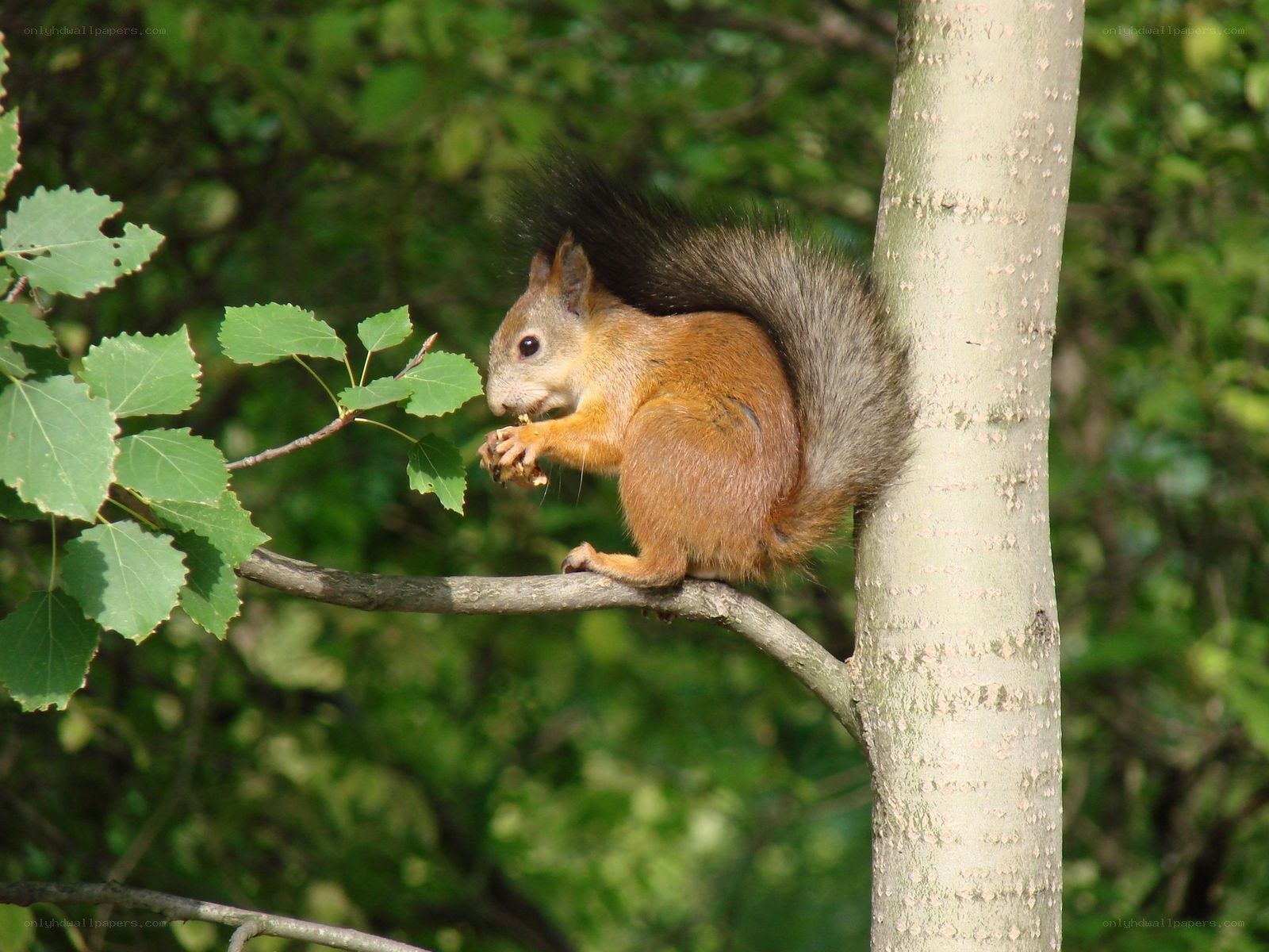 Squirrel eating on a tree branch