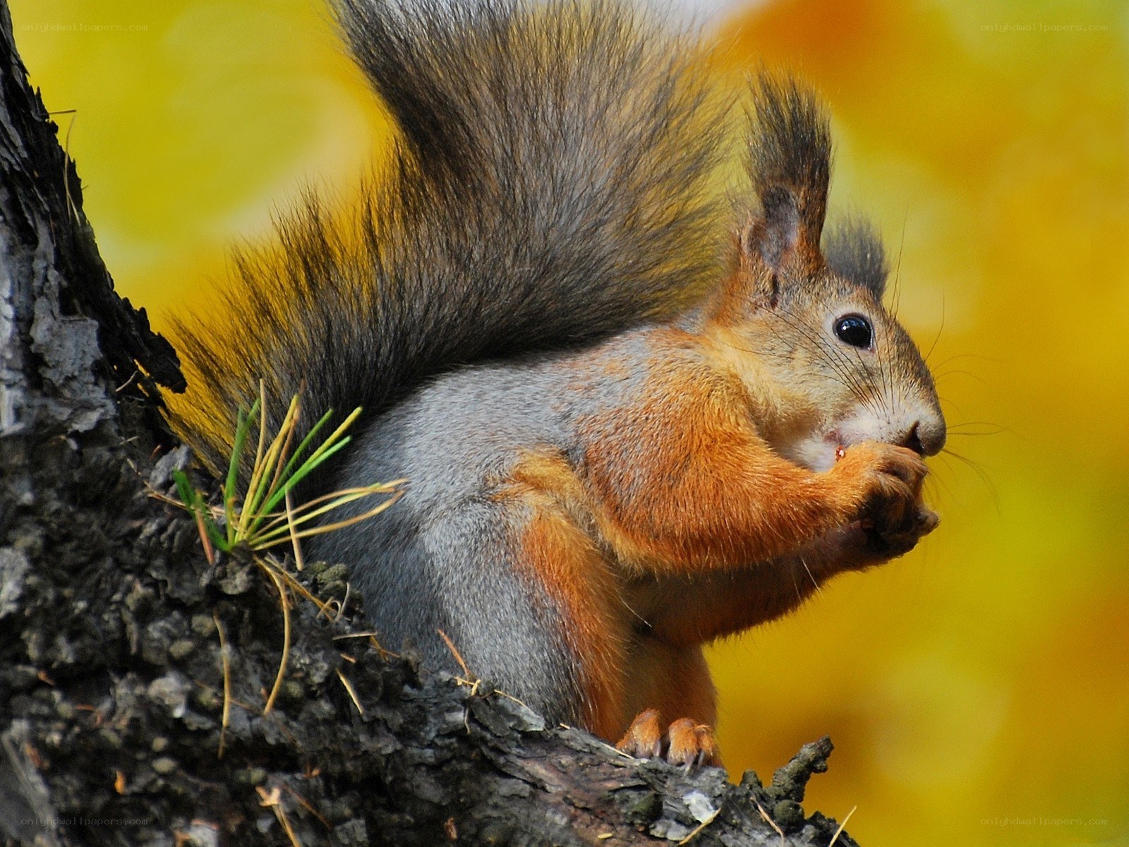Squirrel eating on a tree branch