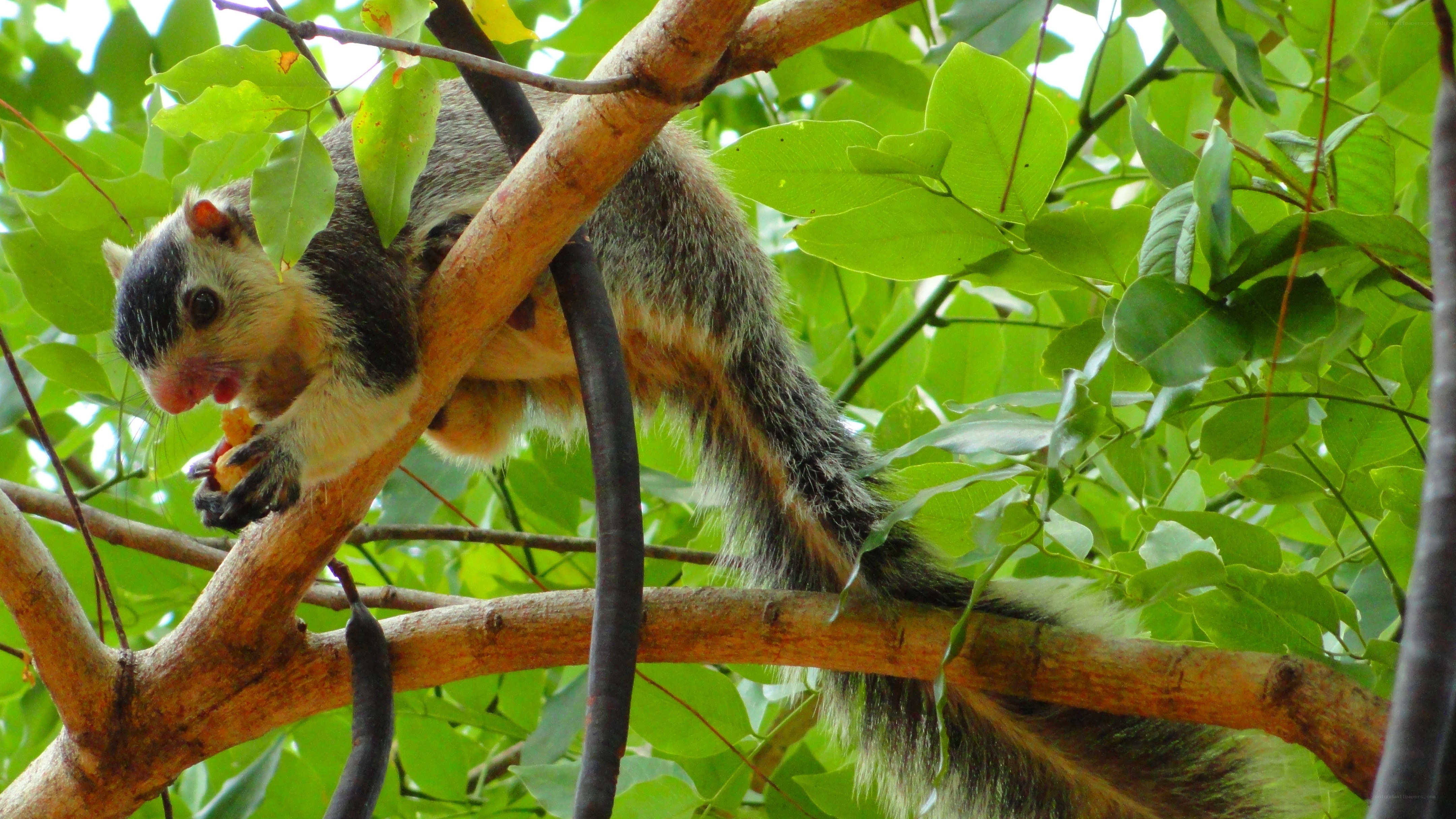 squirrel eating on a tree branch