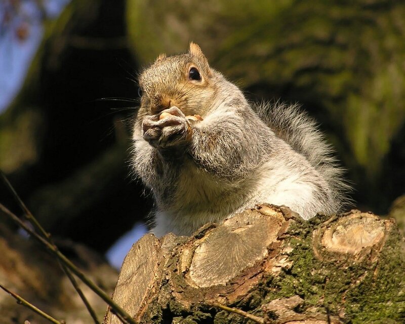 Squirrel eating on a tree stump