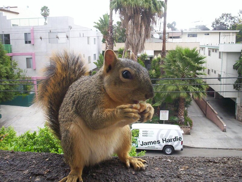 Squirrel eating on a wall