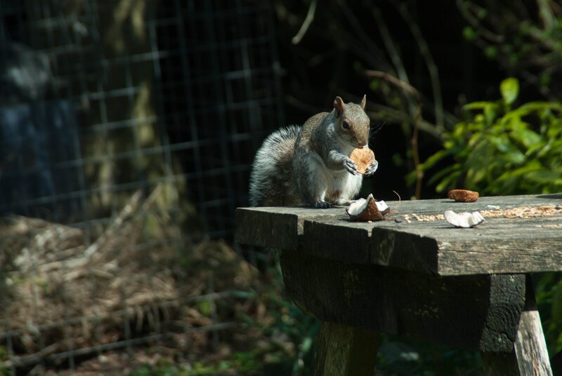 Squirrel eating on a wooden table