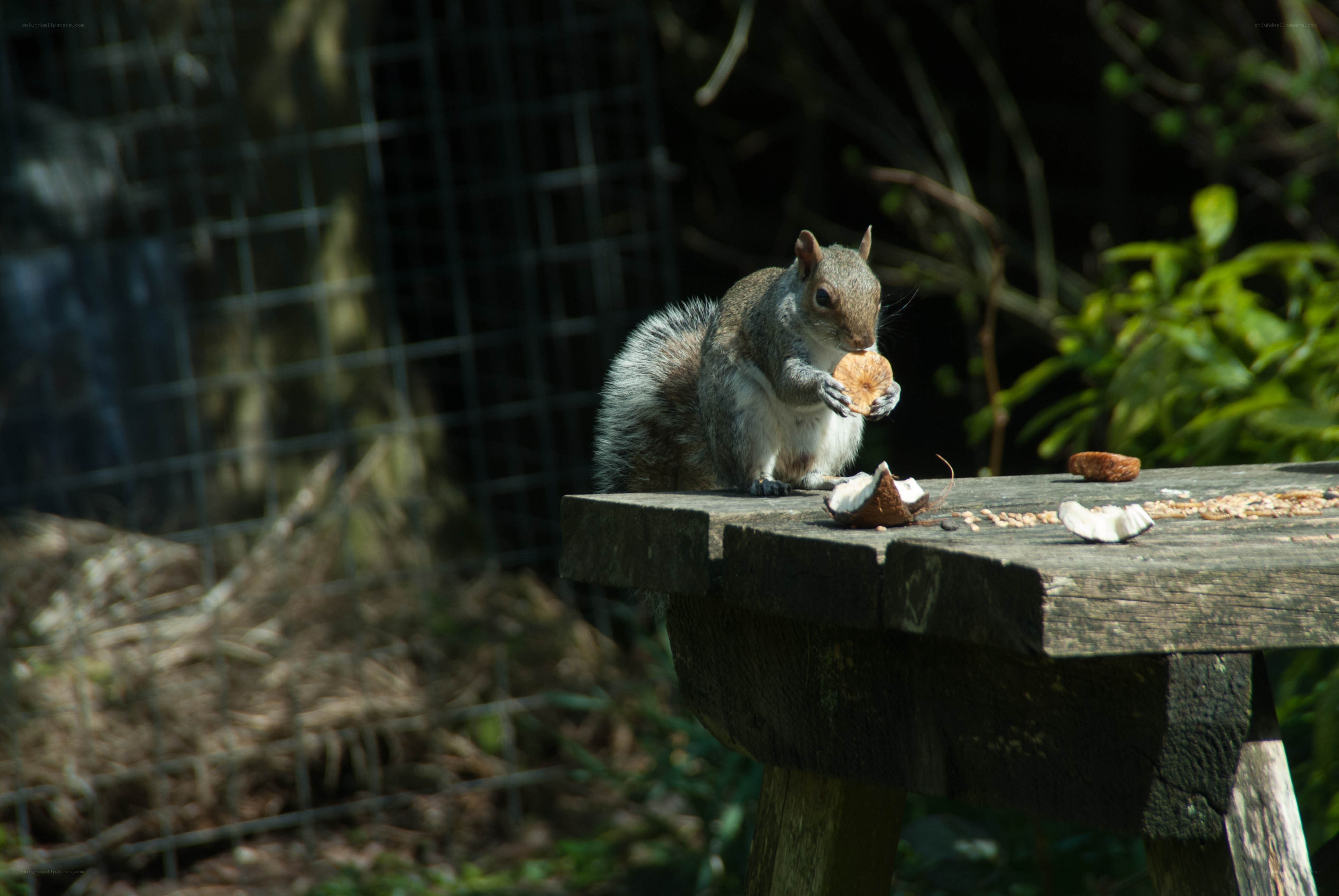 Squirrel eating on a wooden table