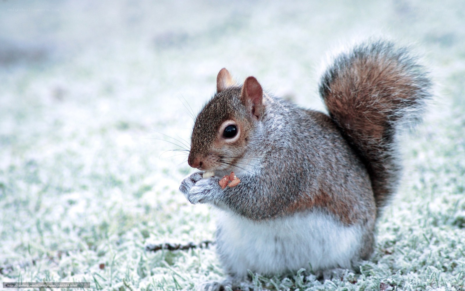 squirrel eating on frosty grass