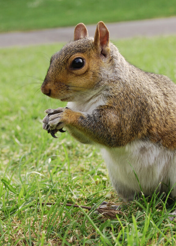 squirrel eating on grass