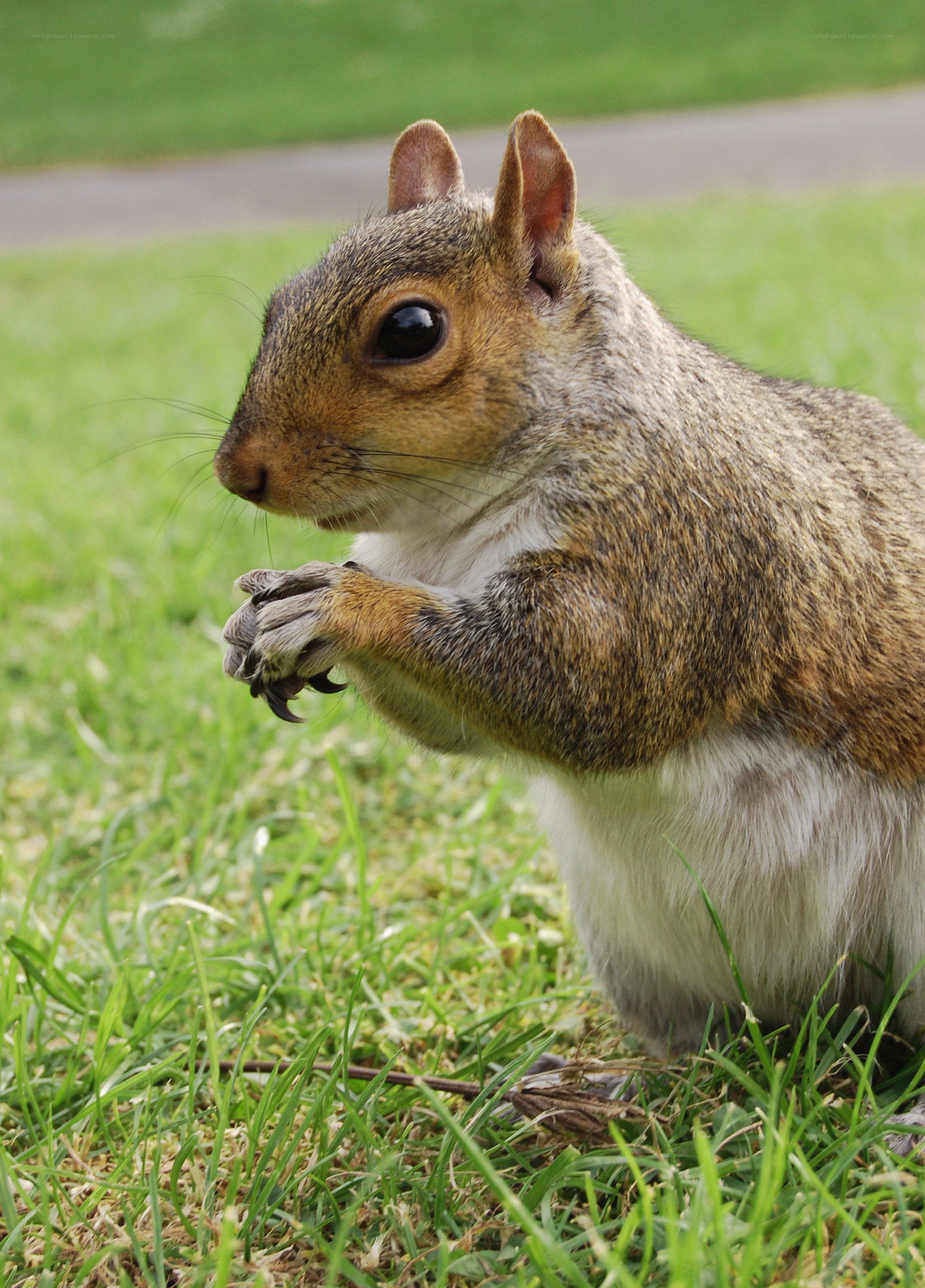 squirrel eating on grass
