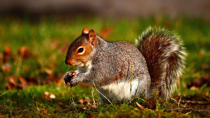 squirrel eating on grass