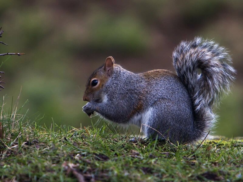 squirrel eating on grass