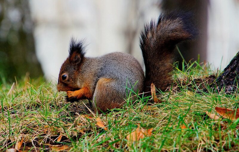 Squirrel eating on grass