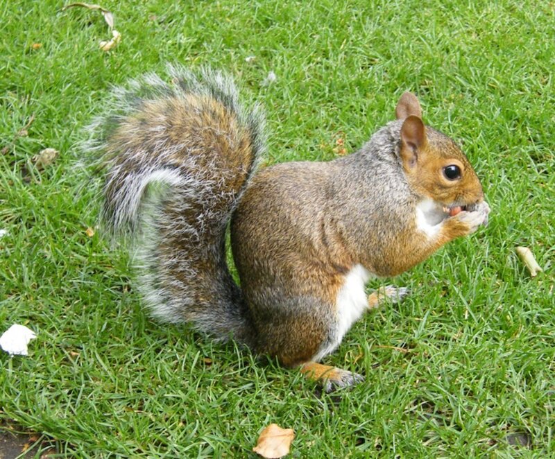 squirrel eating on grass
