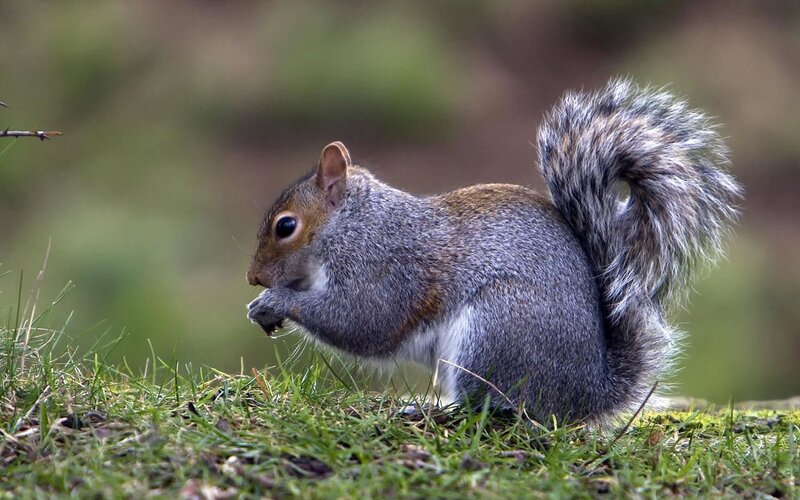 squirrel eating on grass
