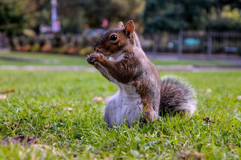 Squirrel Eating on Grass — Green, Calm