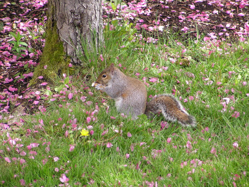 Squirrel Eating on Grass — Green