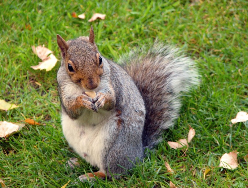 squirrel eating on grass
