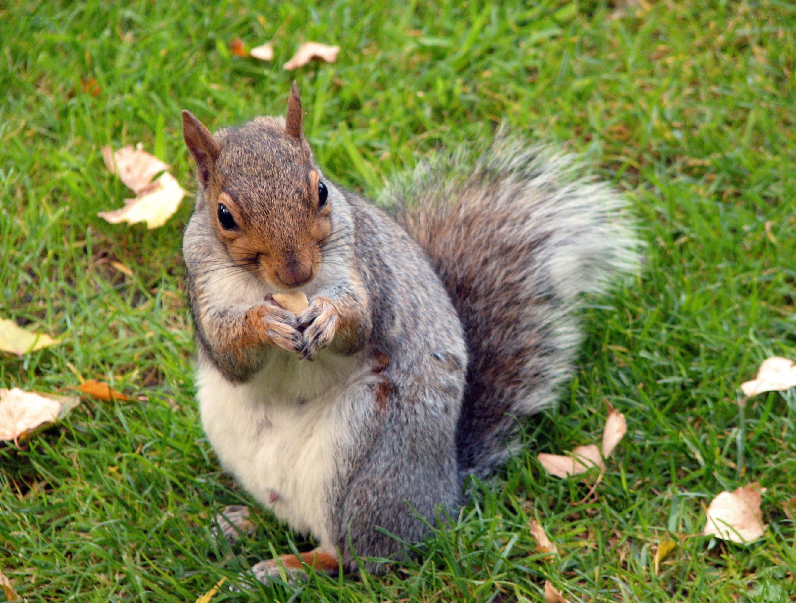 squirrel eating on grass