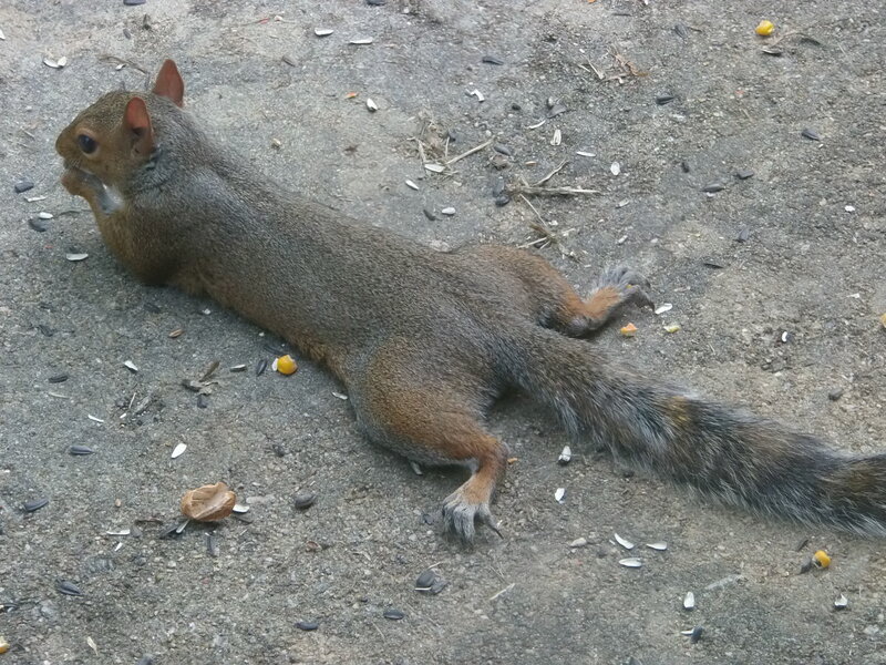 Squirrel Eating on Ground — Gray