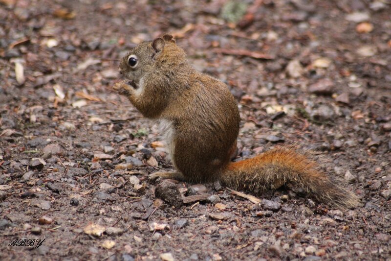 Squirrel Eating on Ground