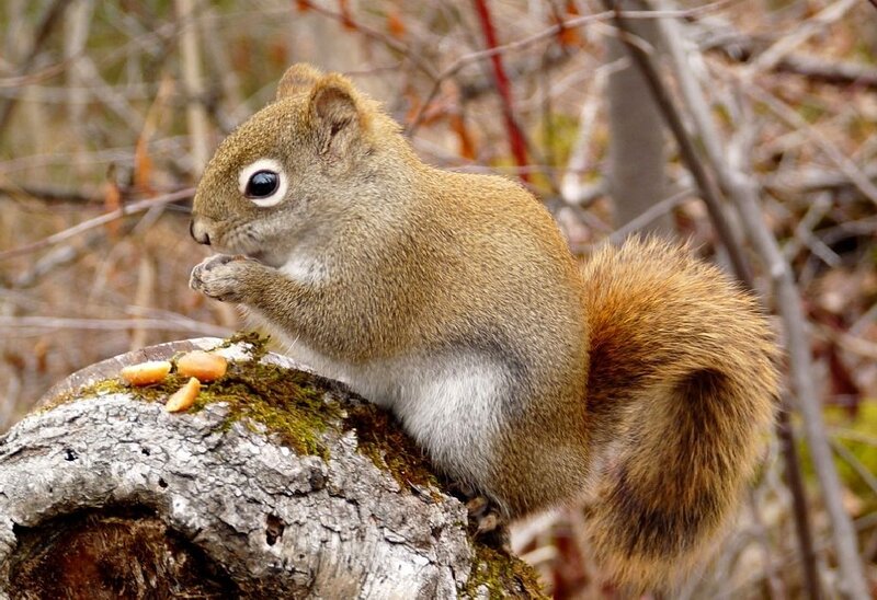Squirrel Eating on Log