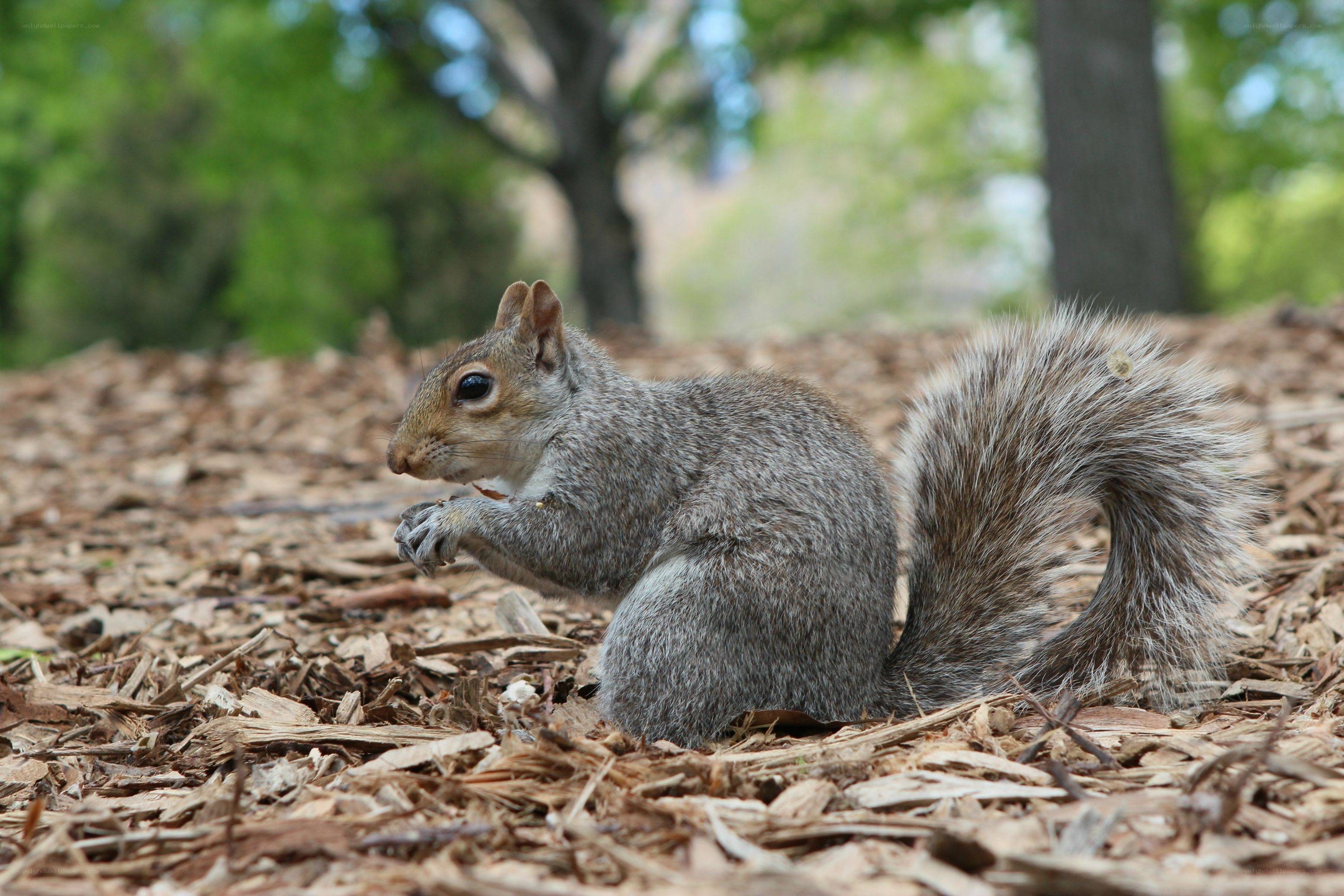 squirrel eating on mulch
