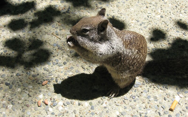 squirrel eating on pavement