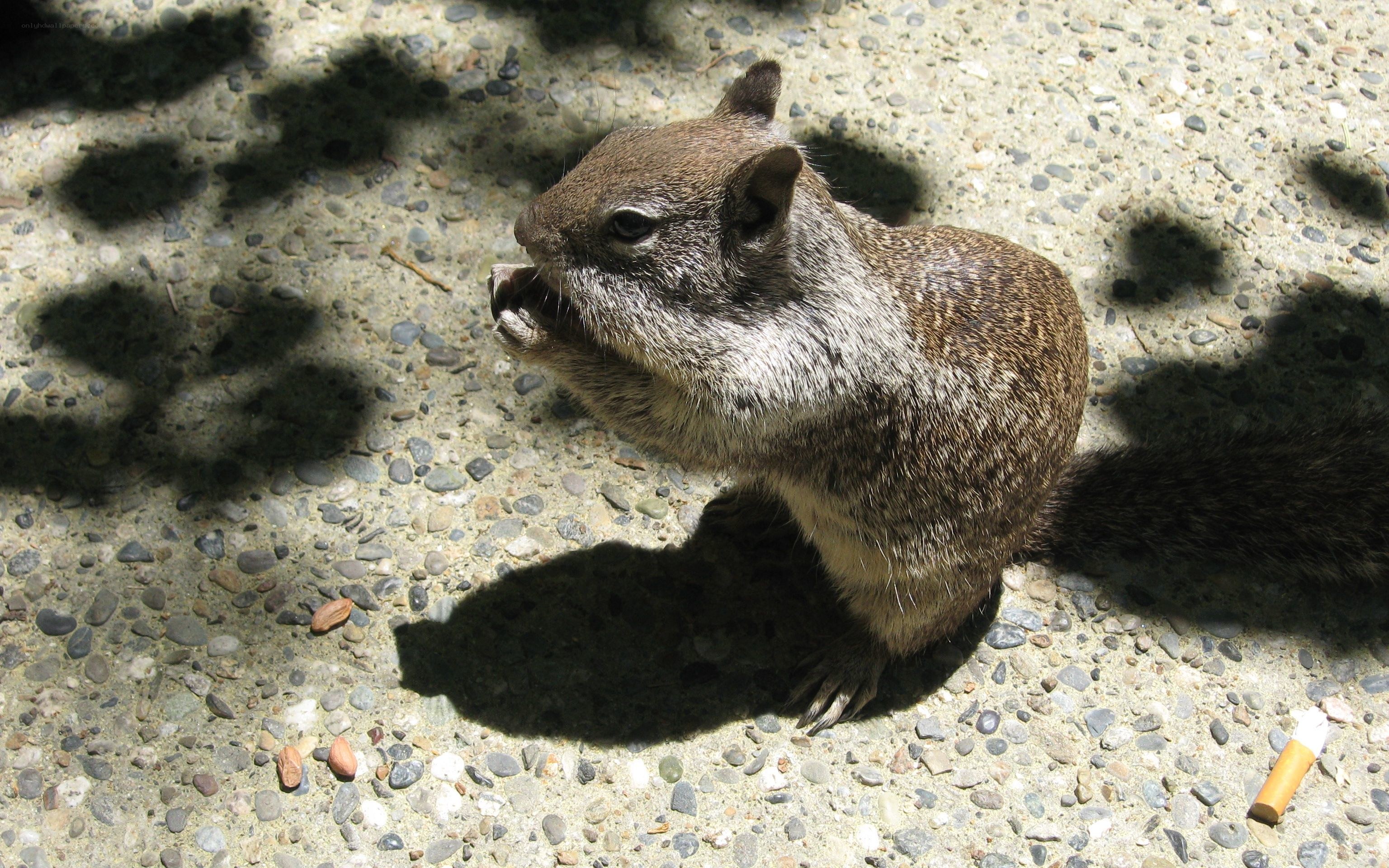 squirrel eating on pavement