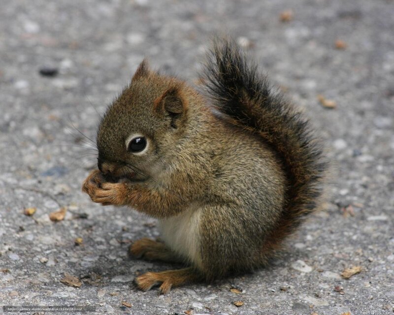 Squirrel eating on pavement