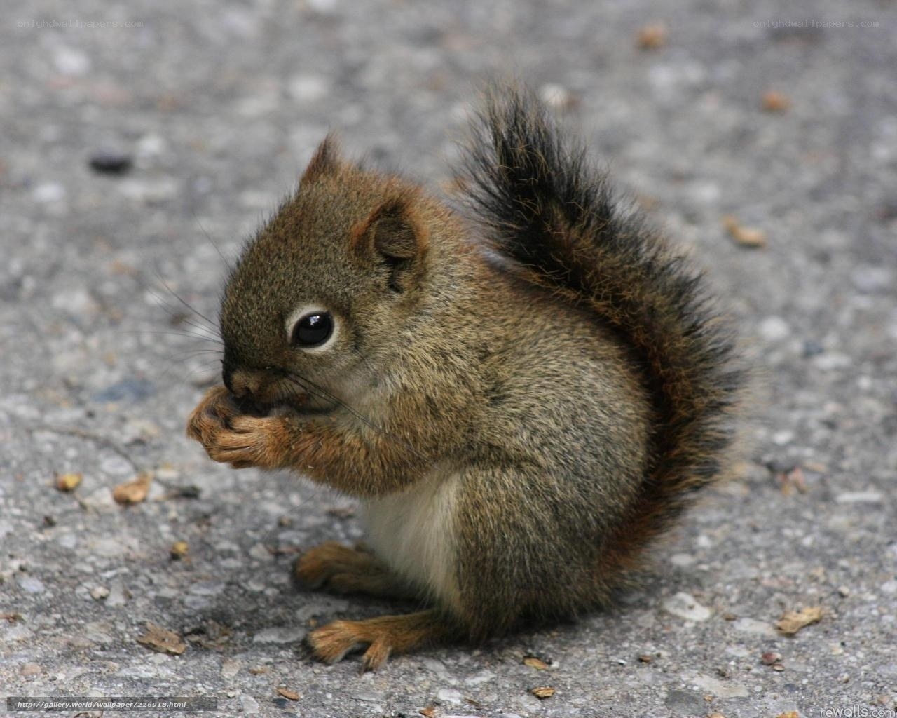 Squirrel eating on pavement