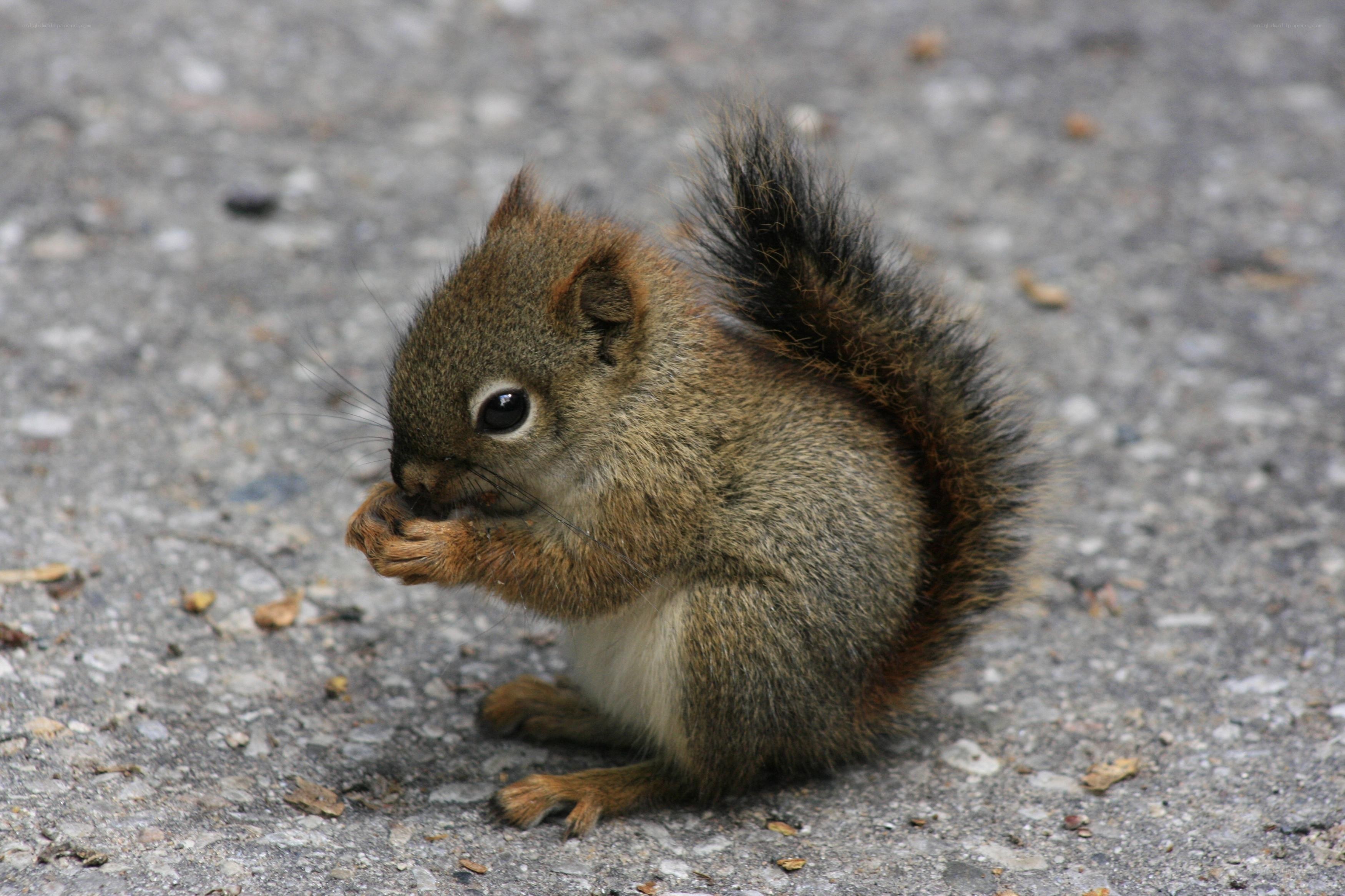 squirrel eating on pavement