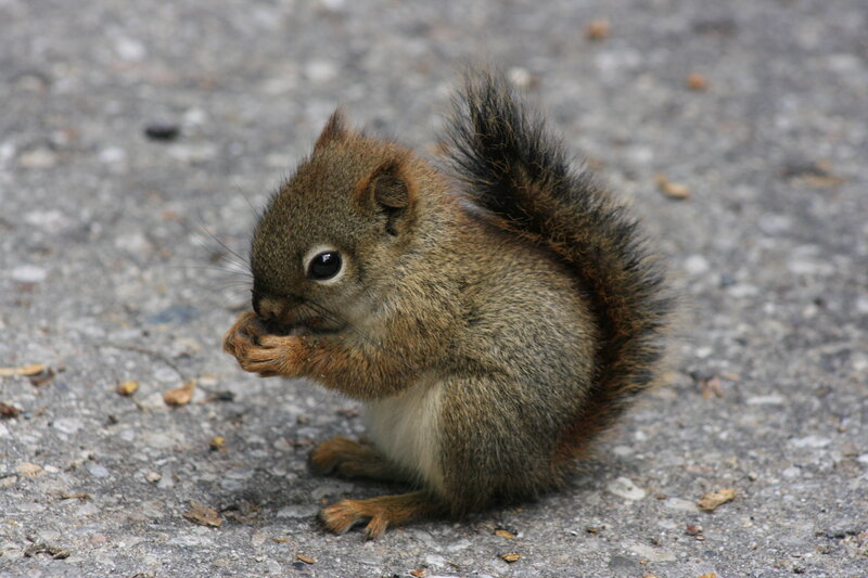 squirrel eating on pavement