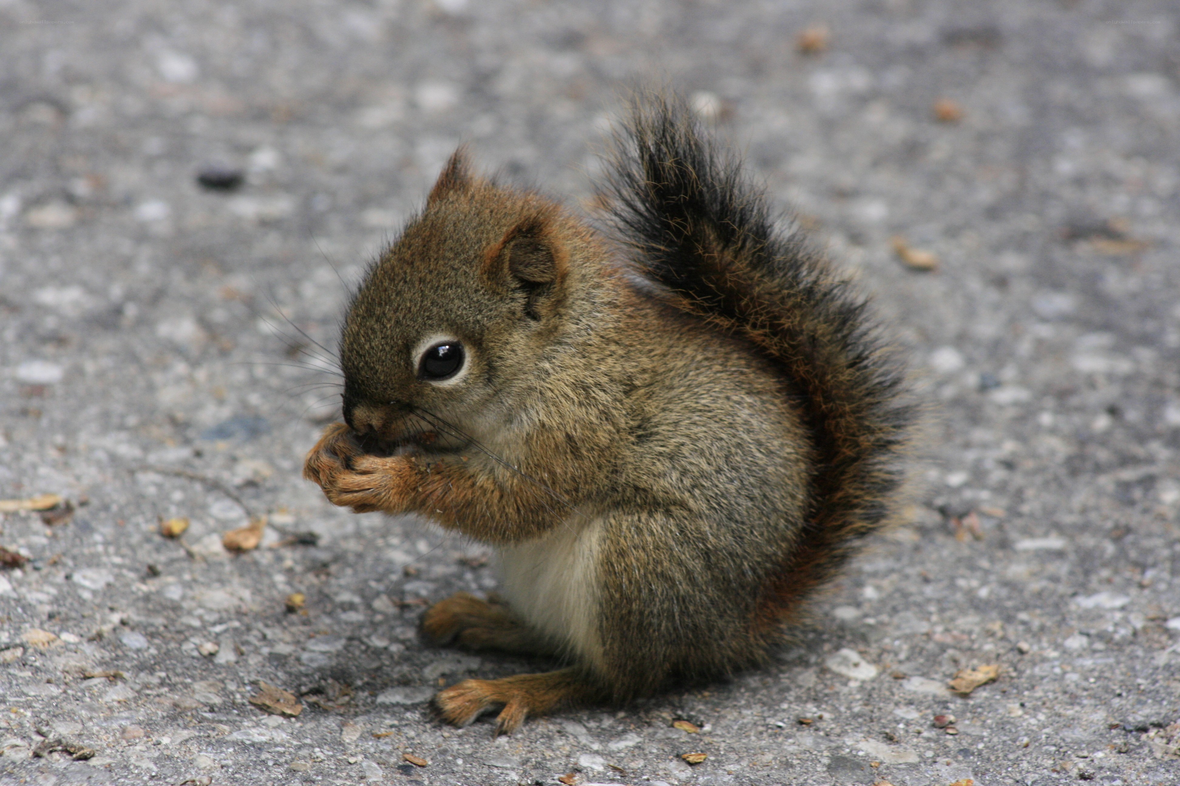 squirrel eating on pavement