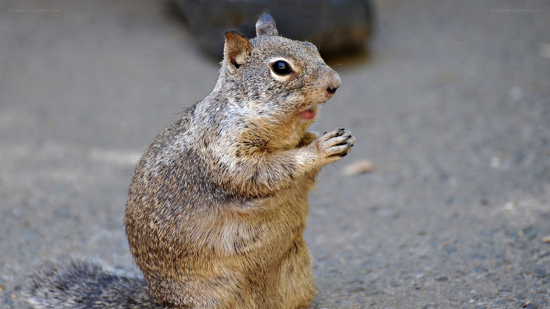 squirrel eating on pavement