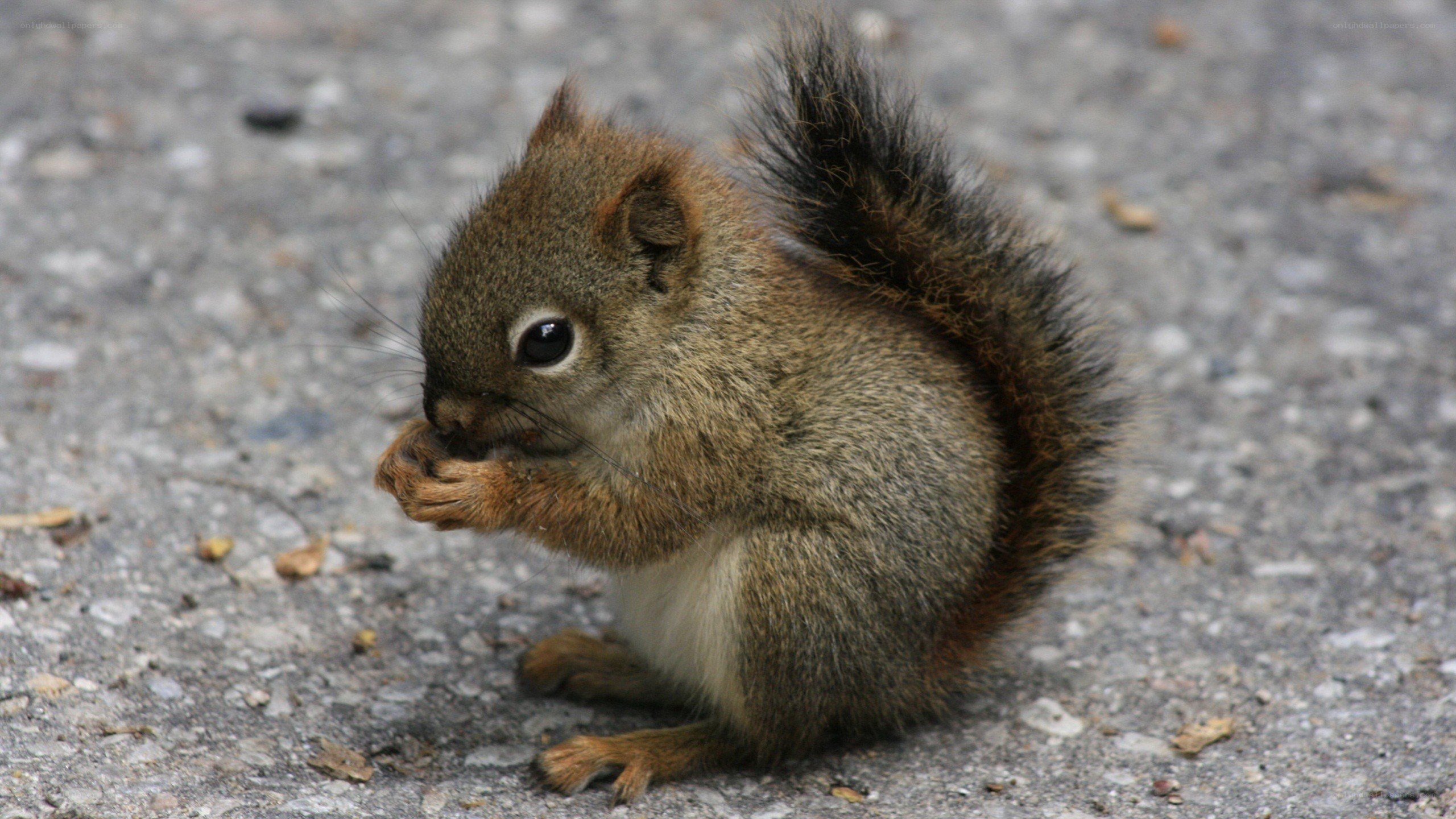 squirrel eating on pavement