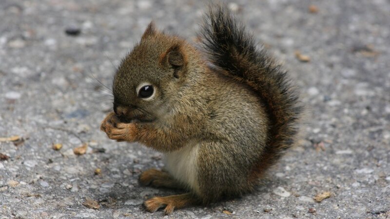 Squirrel Eating on Pavement — Brown, Calm