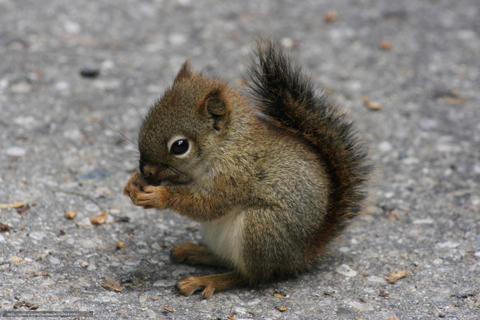 squirrel eating on pavement