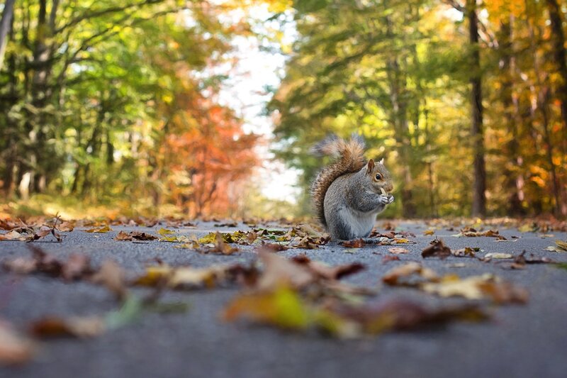 Squirrel Eating on Road