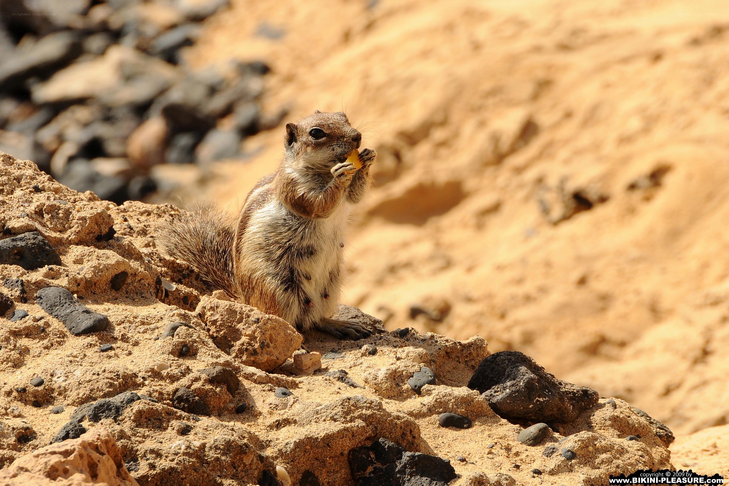 Squirrel eating on rocky terrain