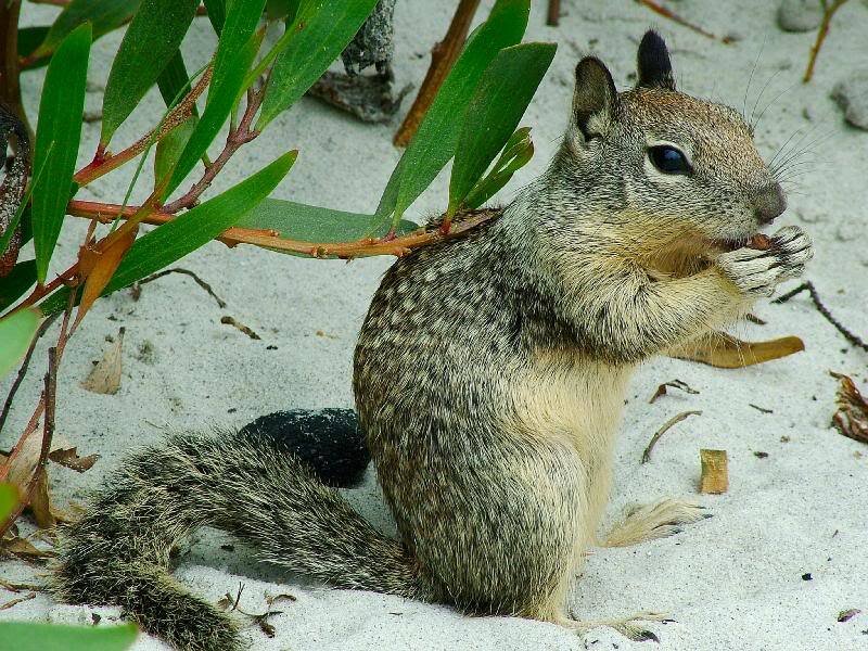Squirrel Eating on Sand