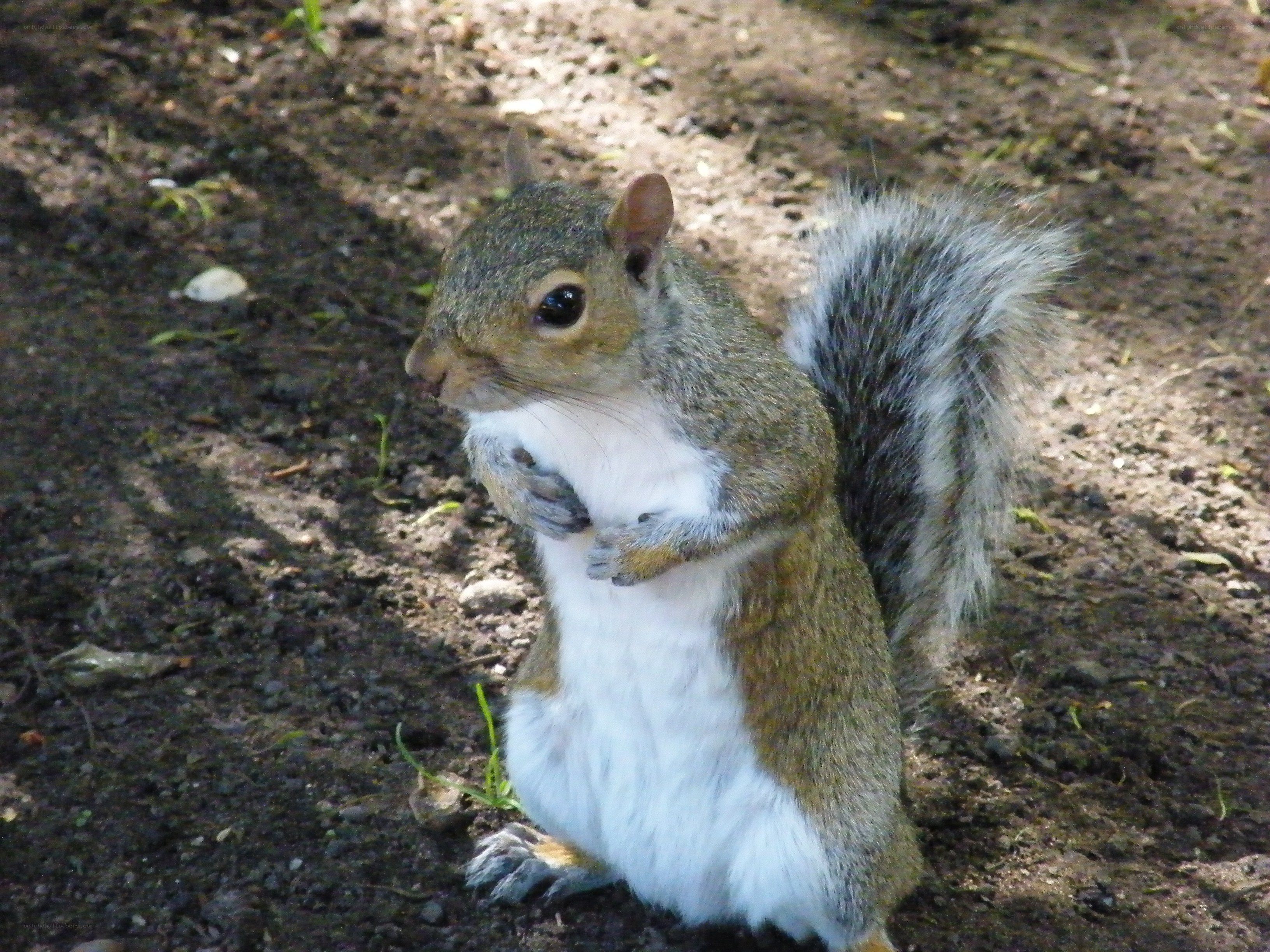 squirrel eating on the ground